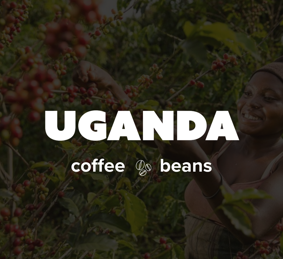 36OZ Random 6 x 6 OZ Sample Size Coffee Beans Roasted Espresso Coffee Supreme Finest Artisan Beans vary from Vanuatu Sumatra Ethiopia  Brazil Kenya Colombia Guatemala Burundi Costa Rica East Java El Salvador Honduras etc